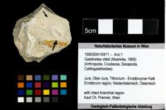 Foto (Objekt + Etiketten) von Galatheites zitteli (Moericke, 1889) 